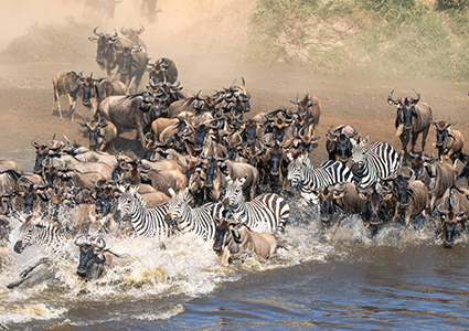 Greet Wildebeest Migration Crossing Mara River