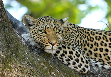 Wildlife & Wonders