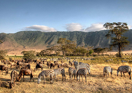 Fly and Drive Luxury Tanzania Safari