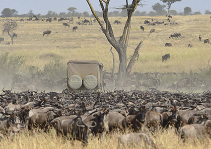 Great Migration of Wildebeest